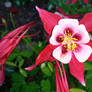 Columbine flowers