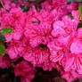 Gorgeous Azaleas!