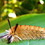 Chief Caterpillar