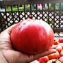 Tomato harvest... Yay!