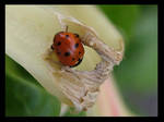 Ladybug 2 by SchmenZ