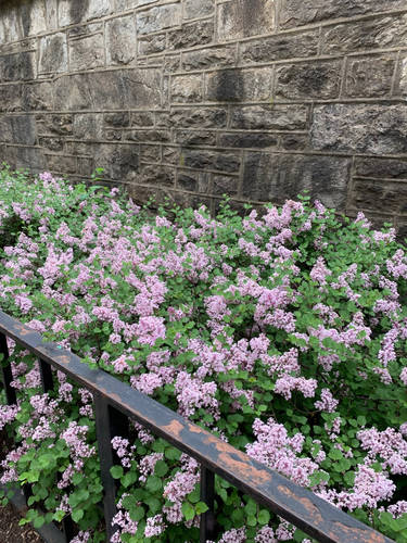 Lilacs