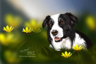 Border Collie