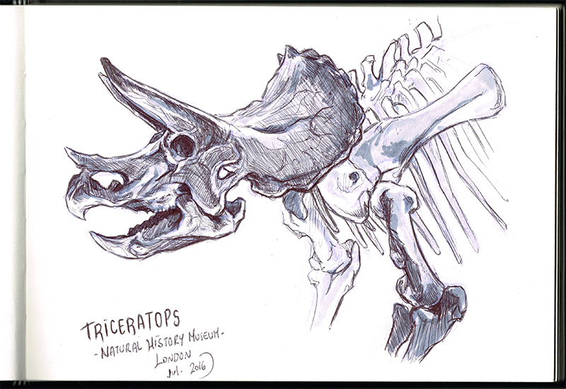 Triceratops