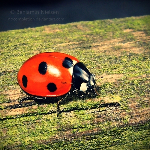 Coccinelle