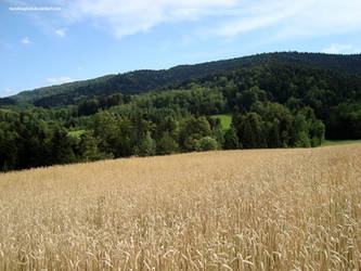 Field of grain, wheat, in Poland
