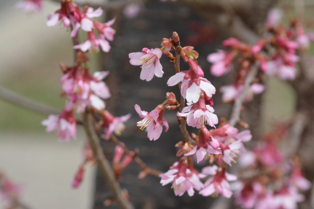 Blooming Cherry Blossoms