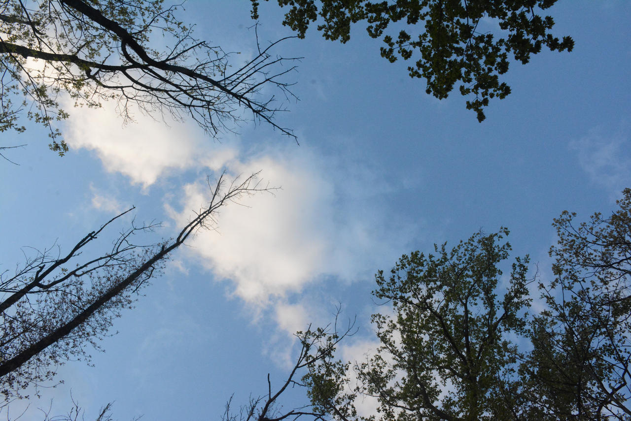 Blue Overhead