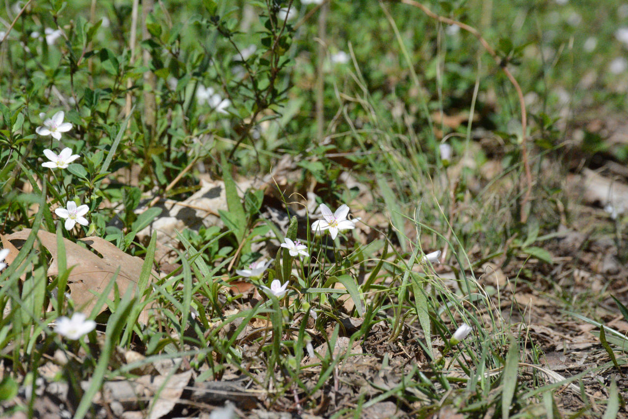 Spring's Beauties