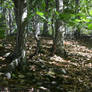 Black Forest