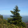 Red Spruce