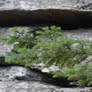 Balsam Fir