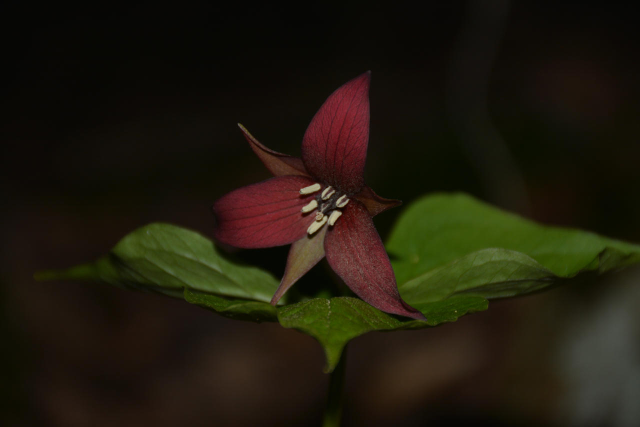 Red trillium