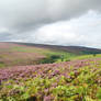 Moorland heather