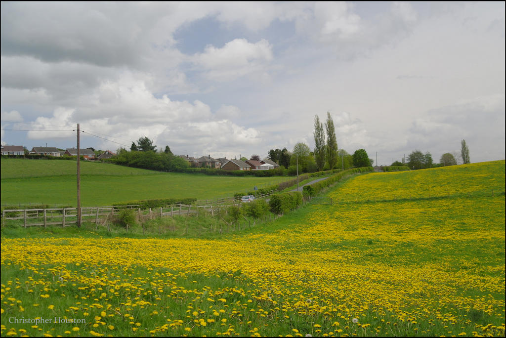 Dandelion field