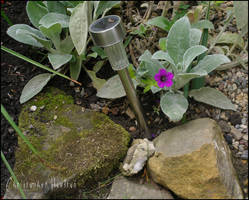 Stachys lanata