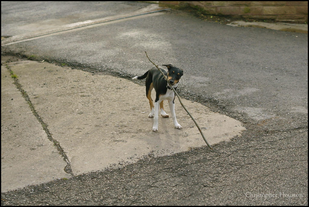 Close up of Benji with an awkward stick