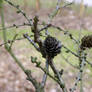 Out on a limb