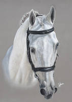 Grey Horse Portrait by Mine96