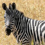 Equus Zebra