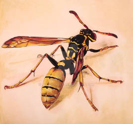 Mr. Wasp
