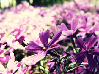 This purple spring? Think not.