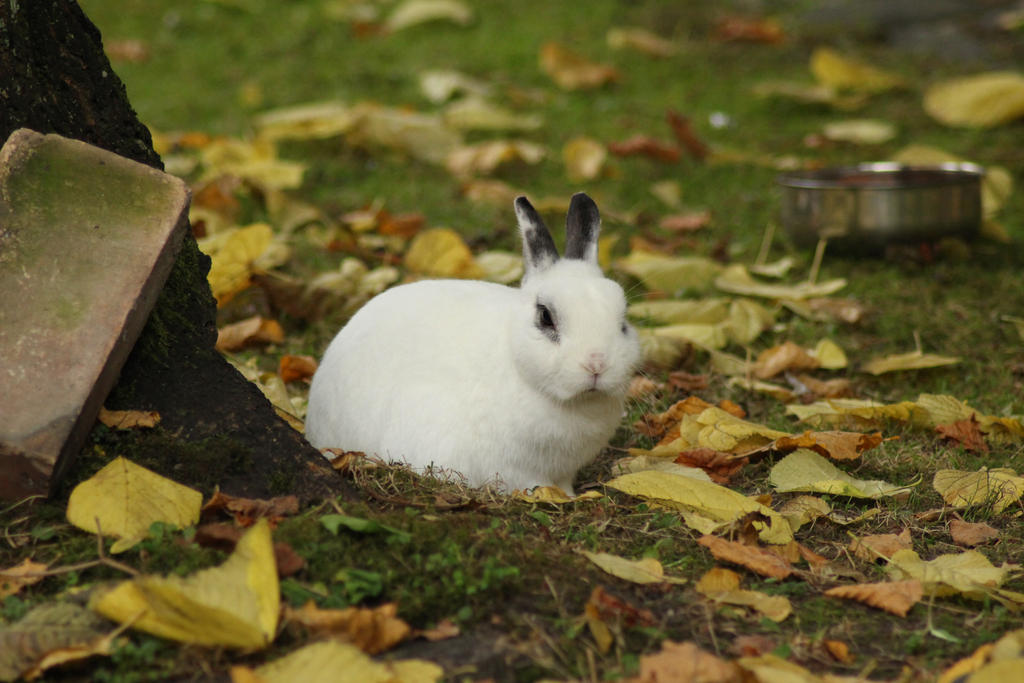 White Rabbit Autumn A rabbit with autumn leaves around by ProjektGoteborg on DeviantArt