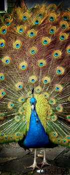 Peacock