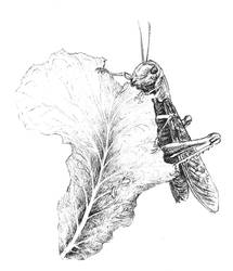 Locust in Africa