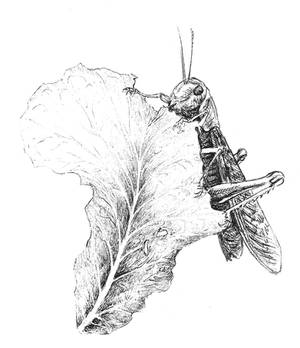 Locust in Africa