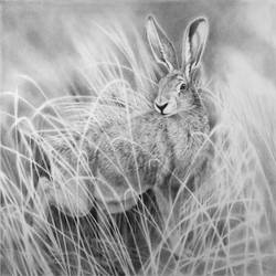 Fauna and Flora - Hare