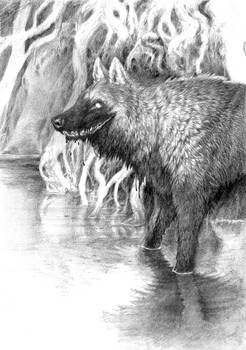 The Swampwolf
