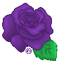 Purple Rose