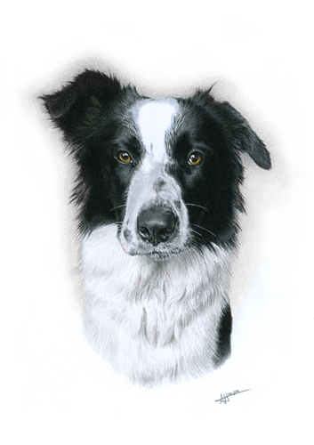 Border-Collie named Charlie