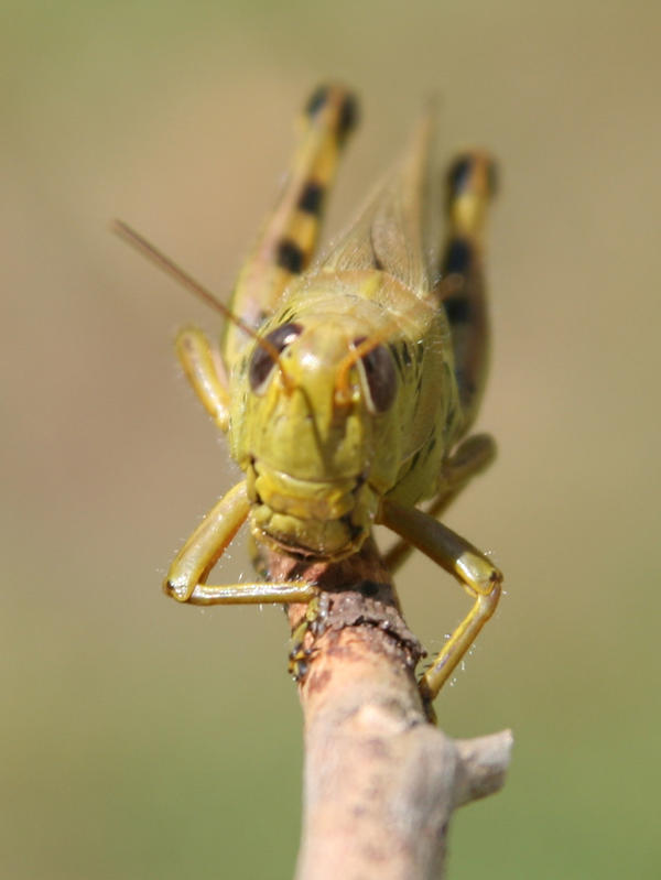 Evil Insects - In your face by angel-photo on DeviantArt