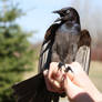 Common Grackle - Angry