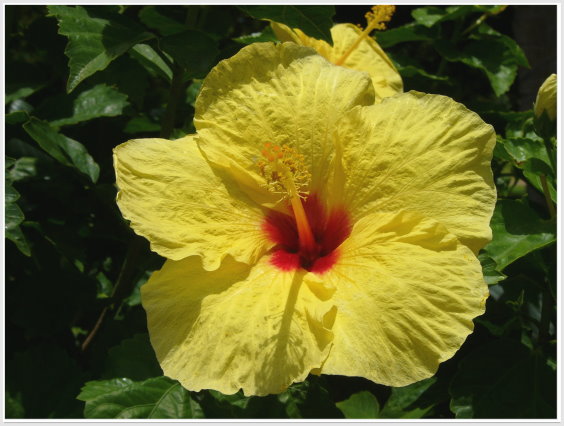 Hibiscus 2