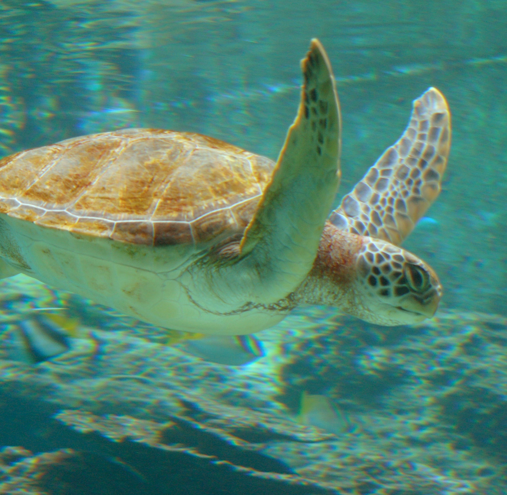 Sea Turtle