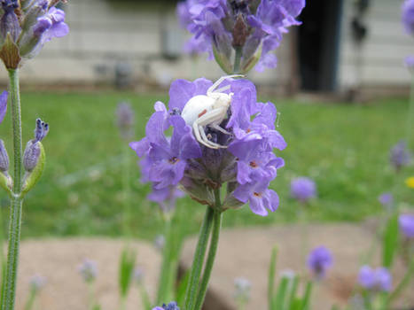 white spider on purple flower