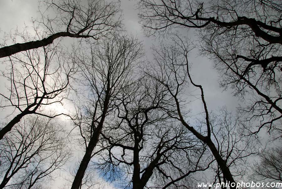 spooky old trees