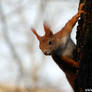 squirrel at the tree I