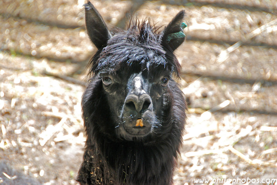 llama