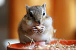 greedy chipmunk IV by Philophobos