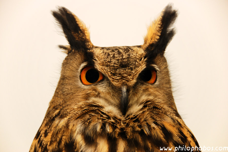 eagle owl I