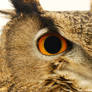 eagle owl III