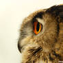 eagle owl IV