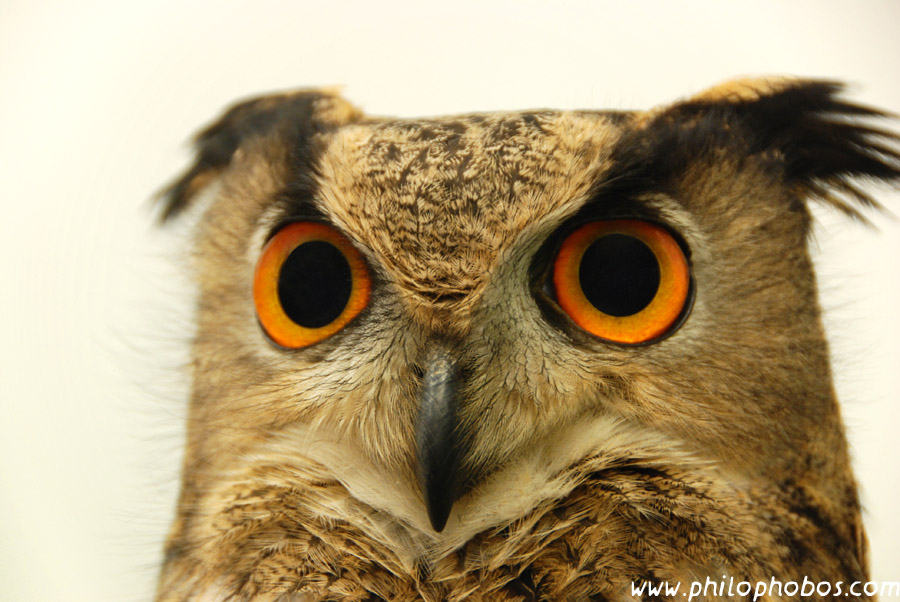 eagle owl V