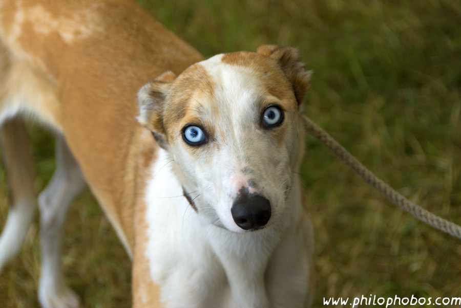 blue-eyed dog