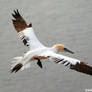 northern gannet I enhanced