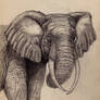 Elephant 01